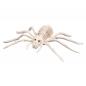 Preview: Spinnen Skelett (23 x 14 cm)