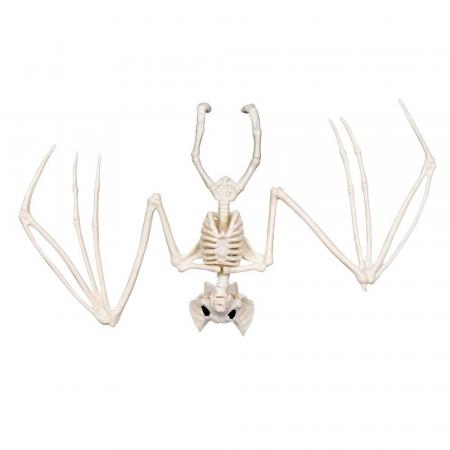 Fledermaus Skelett (30 cm)