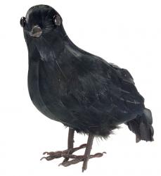 Krähe aus Federn schwarz
